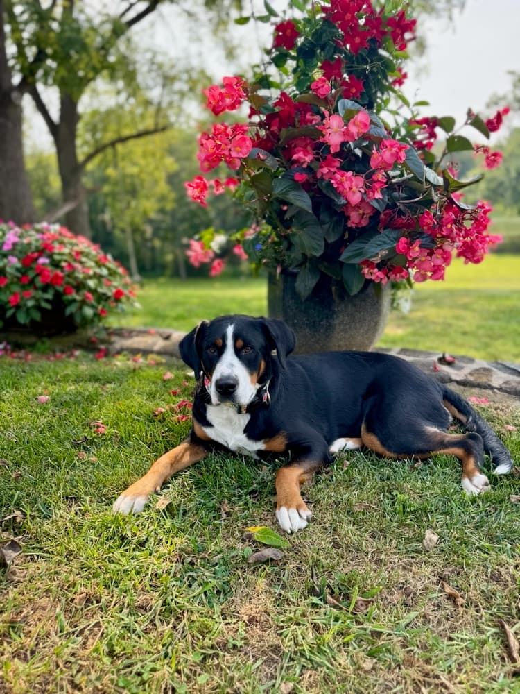 Gracie resting on the grass beneath a planter filled with bright pink flowers